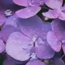 Purple Hydrangea Theme  screen for extension Chrome web store in OffiDocs Chromium