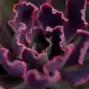 Purple leaf curly tree  screen for extension Chrome web store in OffiDocs Chromium