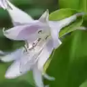 Purple lilies  screen for extension Chrome web store in OffiDocs Chromium