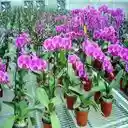 purple orchid wallpaper  screen for extension Chrome web store in OffiDocs Chromium