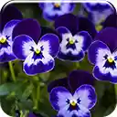 Purple Pansy  screen for extension Chrome web store in OffiDocs Chromium