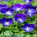Purple Pansy Wallpaper  screen for extension Chrome web store in OffiDocs Chromium