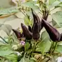 Purple pepper plant bears fruit  screen for extension Chrome web store in OffiDocs Chromium