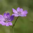 Purple Petals  screen for extension Chrome web store in OffiDocs Chromium