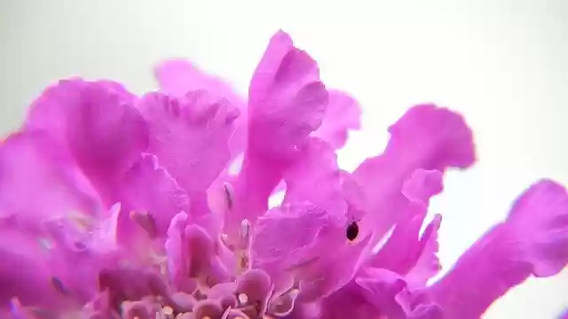 Free download Purple Pink Flower -  free photo or picture to be edited with GIMP online image editor