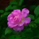 Purple pink rose wallpaper  screen for extension Chrome web store in OffiDocs Chromium
