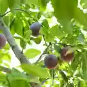 Purple plum tree  screen for extension Chrome web store in OffiDocs Chromium