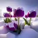 Purple tulips on snow wallpaper  screen for extension Chrome web store in OffiDocs Chromium