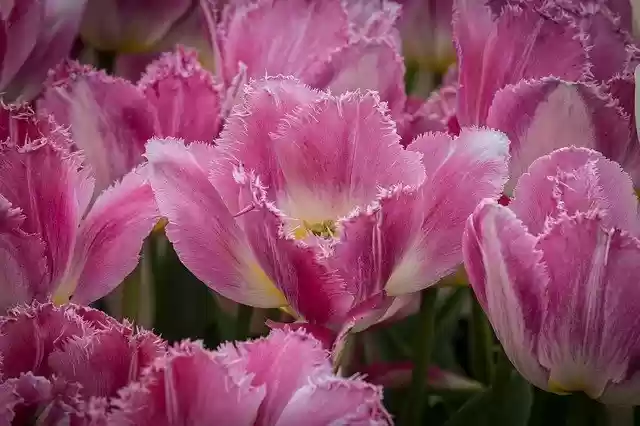 Téléchargement gratuit de tulipes violettes fleurs violettes - photo ou image gratuite à éditer avec l'éditeur d'images en ligne GIMP
