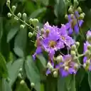 Purple wallflower wallpaper  screen for extension Chrome web store in OffiDocs Chromium Purple wallflower wallpaper  screen for extension Chrome web store in OffiDocs Chromium