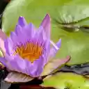 Purple water lily  screen for extension Chrome web store in OffiDocs Chromium