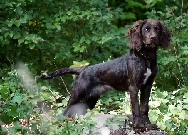Free download Quail Dog Hunting Stoeberhund -  free free photo or picture to be edited with GIMP online image editor
