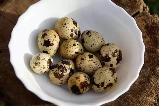 Free download quail eggs eggs quail bowl free picture to be edited with GIMP free online image editor