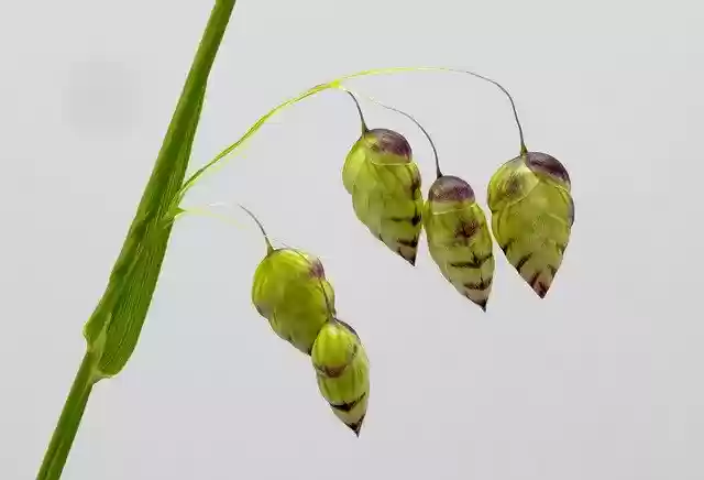 Free download Quaking Grass Ornamental -  free photo or picture to be edited with GIMP online image editor