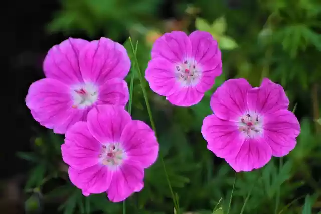 Free download quartet flower blossoms free picture to be edited with GIMP free online image editor