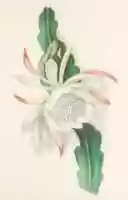 Free download Queen Of The Night Cactus (ca 1900) free photo or picture to be edited with GIMP online image editor