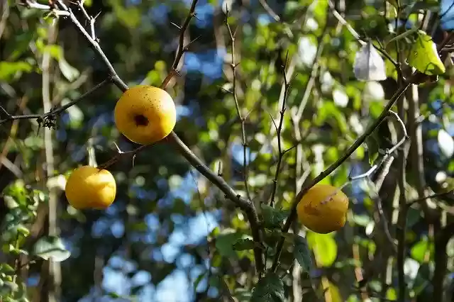 Free download Quince Fruits Yellow -  free photo or picture to be edited with GIMP online image editor