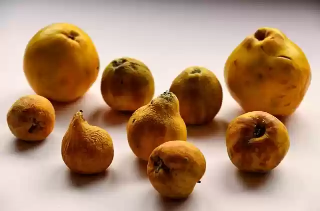 Free download quinces fruits food healthy free picture to be edited with GIMP free online image editor