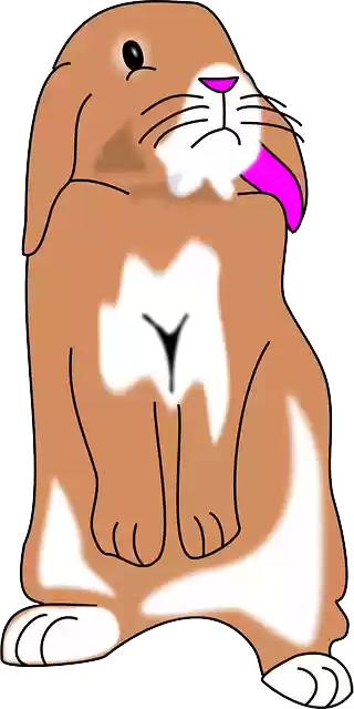 Free download Rabbit Animal - Free vector graphic on Pixabay free illustration to be edited with GIMP free online image editor