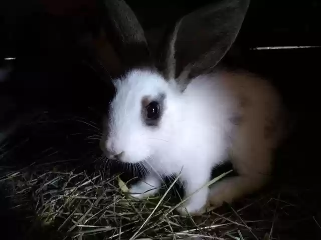 Free download Rabbit Animals Kennel -  free photo or picture to be edited with GIMP online image editor