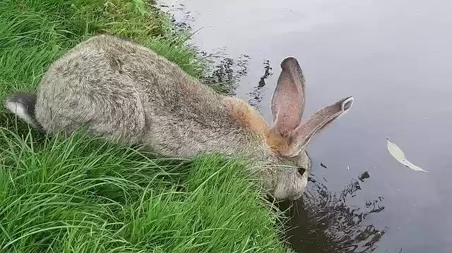 Free download Rabbit Drinking Ditch -  free photo or picture to be edited with GIMP online image editor