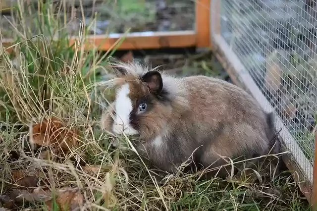 دانلود رایگان قالب عکس رایگان شرکت Rabbit Dwarf برای ویرایش با ویرایشگر تصویر آنلاین GIMP