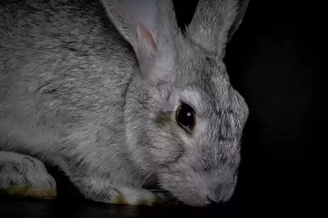 Free download Rabbit Fur Wildlife -  free photo or picture to be edited with GIMP online image editor