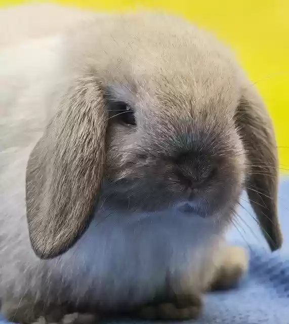 Free download Rabbit Holland Lop -  free photo or picture to be edited with GIMP online image editor