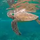 Rùa biển  screen for extension Chrome web store in OffiDocs Chromium