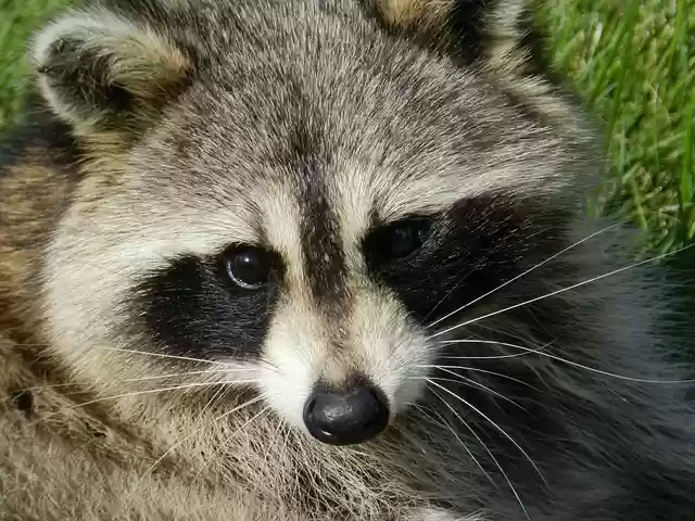 Free download raccoon animal procyon lotor free picture to be edited with GIMP free online image editor