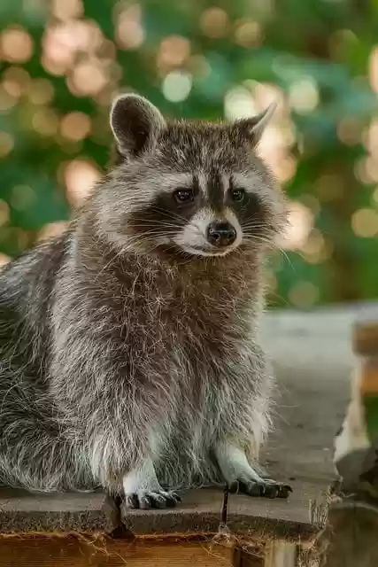 Free download raccoon nature animal free picture to be edited with GIMP free online image editor