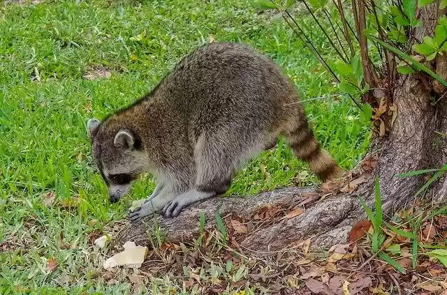 Free download Raccoon Snacking Food -  free photo or picture to be edited with GIMP online image editor
