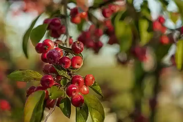 Free download Raecke Apples Fruit -  free photo or picture to be edited with GIMP online image editor