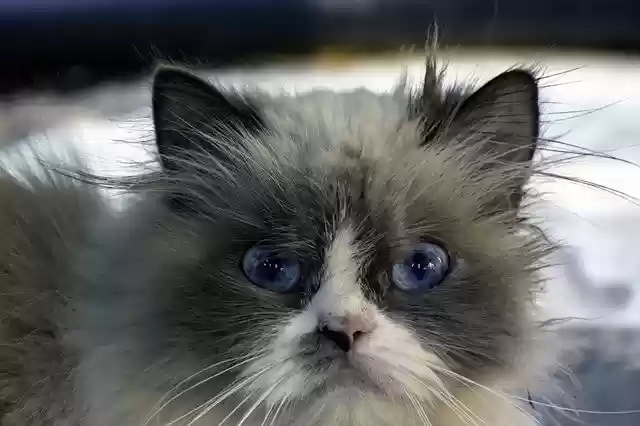 Free download Ragdoll Cat Look -  free photo or picture to be edited with GIMP online image editor