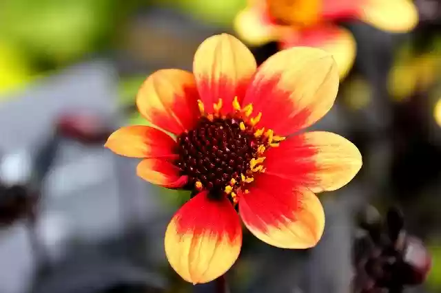 Free download Raghavendra Flower Garden -  free photo or picture to be edited with GIMP online image editor