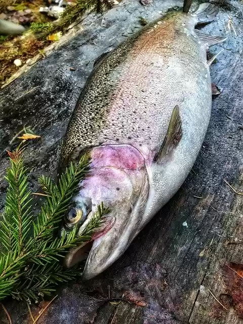 Free download Rainbow Trout Lohikala Planted -  free photo or picture to be edited with GIMP online image editor