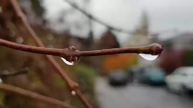 Free download Raindrop Close Up Branch -  free free photo or picture to be edited with GIMP online image editor