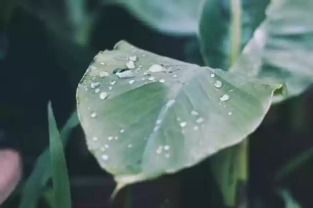 Free download rain drop of water raindrop leaf free picture to be edited with GIMP free online image editor