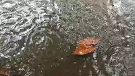 Free download Rain Drops Liquid free video to be edited with OpenShot online video editor