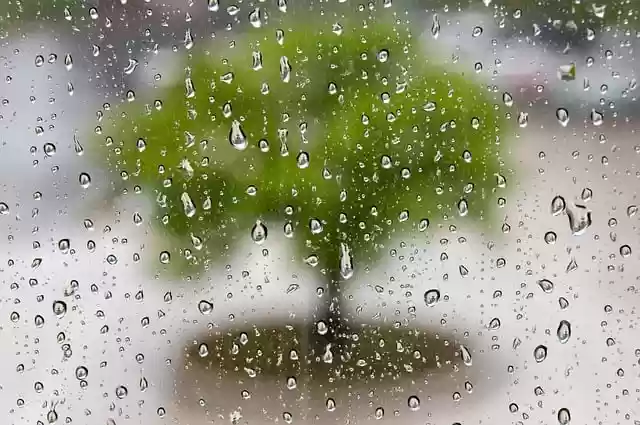 Free download raindrop tree rainy weather weather free picture to be edited with GIMP free online image editor