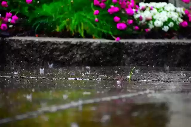 Free download Rain Flowers Vibrant -  free photo or picture to be edited with GIMP online image editor