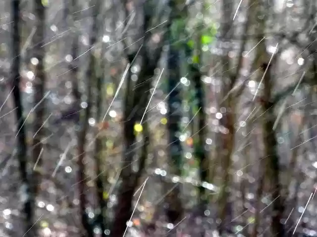 Free download Rain Forest Nature -  free free photo or picture to be edited with GIMP online image editor