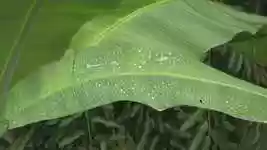Free download Rain Leaves Green Heavy -  free video to be edited with OpenShot online video editor