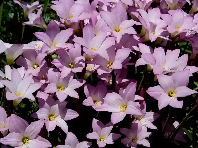 Free download Rain Lilies Zephyranthes -  free photo or picture to be edited with GIMP online image editor