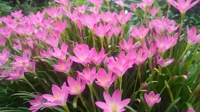 Free download Rain Lily Wildflower Nature -  free photo or picture to be edited with GIMP online image editor