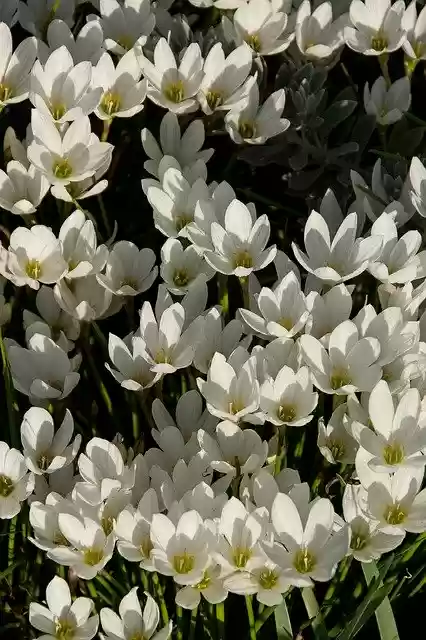 Free download Rain Lily Zephyranthes Grandiflora -  free photo or picture to be edited with GIMP online image editor