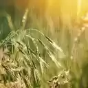 Rain on the grassland  screen for extension Chrome web store in OffiDocs Chromium