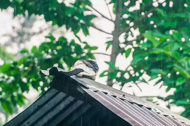 Free download Rain Raindrop Pigeon -  free photo or picture to be edited with GIMP online image editor