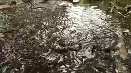 Free download Rain Water Drops -  free photo or picture to be edited with GIMP online image editor