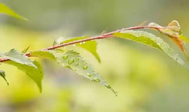 Free download rain water green nature botany free picture to be edited with GIMP free online image editor